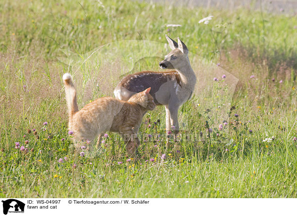 fawn and cat / WS-04997