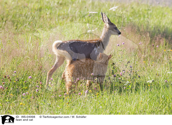 Rehkitz und Katze / fawn and cat / WS-04998
