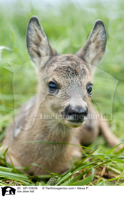 roe deer kid / AP-10836