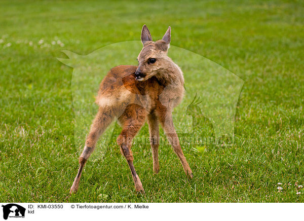 Rehkitz / kid / KMI-03550