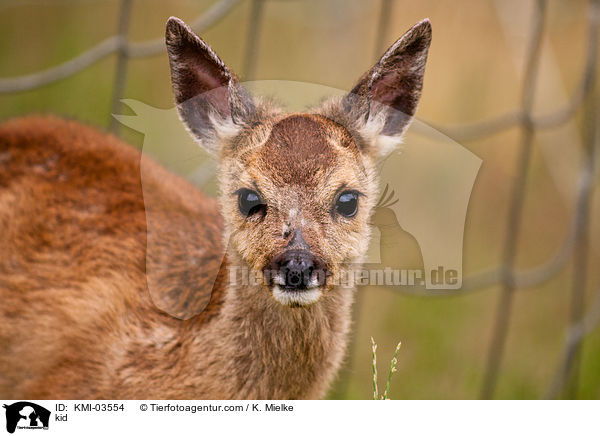 kid / KMI-03554