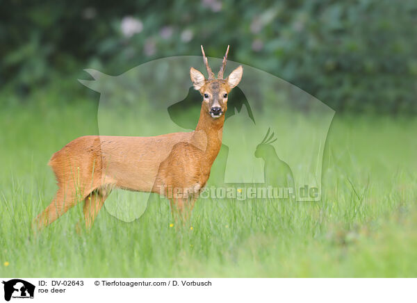 roe deer / DV-02643