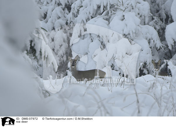 roe deer / DMS-07972