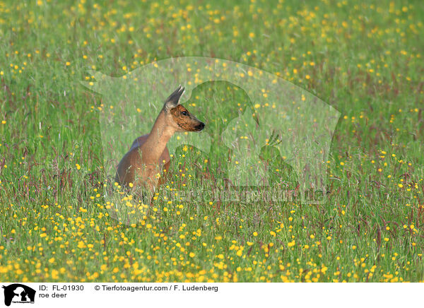 roe deer / FL-01930