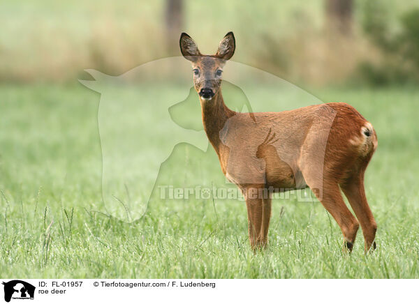roe deer / FL-01957
