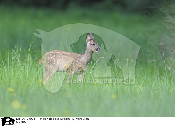 roe deer / DV-03004