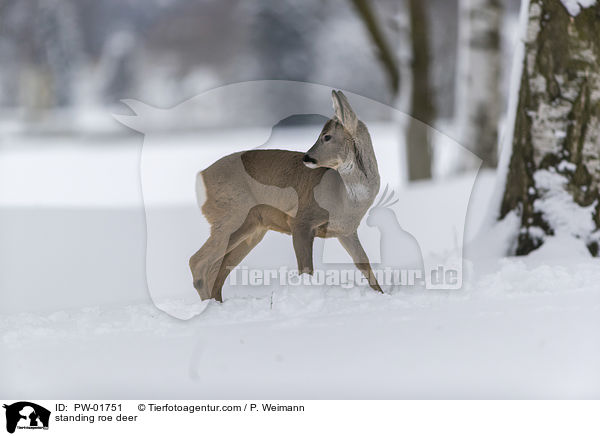 stehendes Reh / standing roe deer / PW-01751