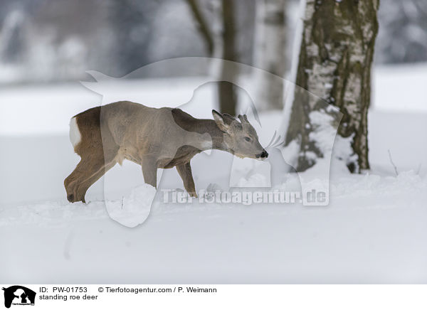 stehendes Reh / standing roe deer / PW-01753