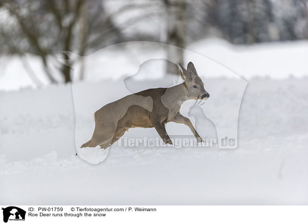 Reh rennt durch den Schnee / Roe Deer runs through the snow / PW-01759