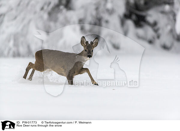 Reh rennt durch den Schnee / Roe Deer runs through the snow / PW-01773