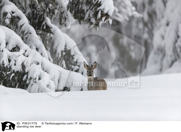 standing roe deer / PW-01779