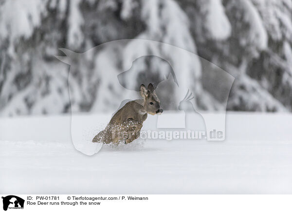 Roe Deer runs through the snow / PW-01781