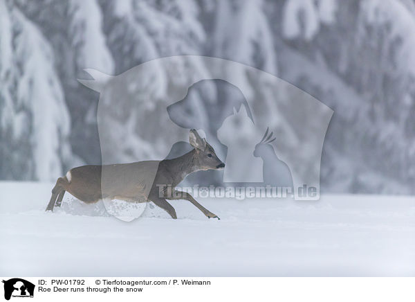 Roe Deer runs through the snow / PW-01792