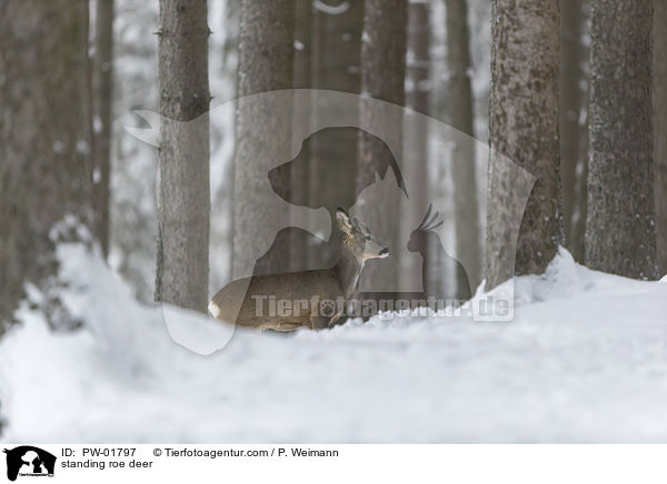 standing roe deer / PW-01797