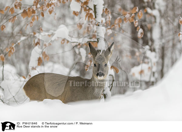 Reh steht im Schnee / Roe Deer stands in the snow / PW-01846