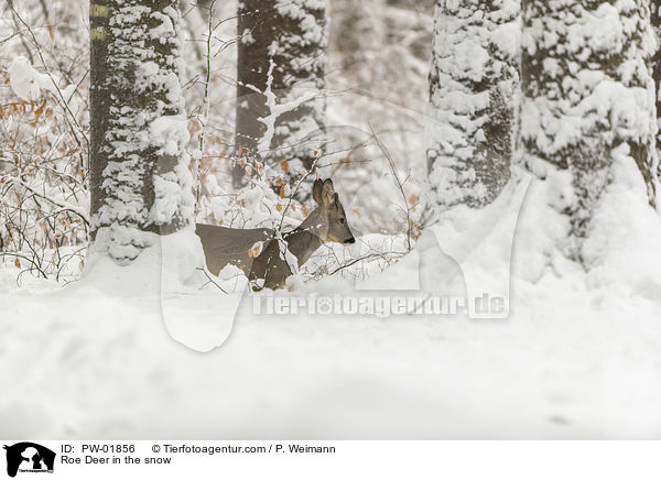 Reh im Schnee / Roe Deer in the snow / PW-01856