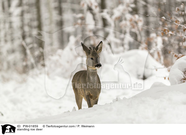 stehendes Reh / standing roe deer / PW-01859