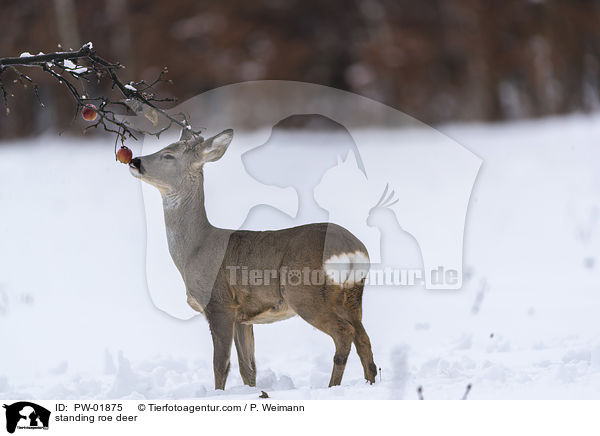 standing roe deer / PW-01875