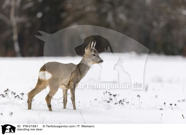 standing roe deer / PW-01881