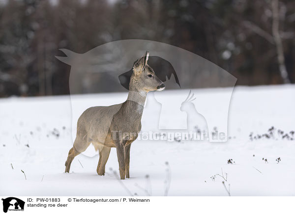 standing roe deer / PW-01883