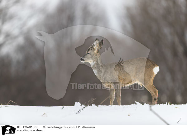 standing roe deer / PW-01885
