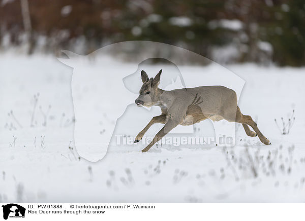 Roe Deer runs through the snow / PW-01888
