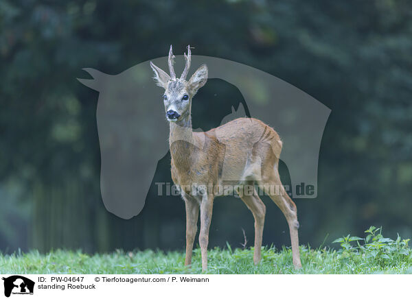 stehender Rehbock / standing Roebuck / PW-04647