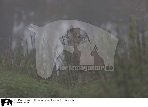 standing Deer / PW-04657