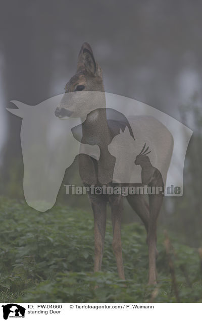 standing Deer / PW-04660