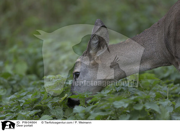 Deer portait / PW-04664