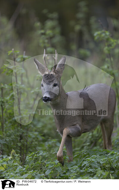 Roebuck / PW-04672
