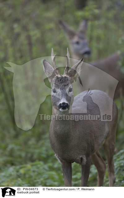 roebuck portrait / PW-04673