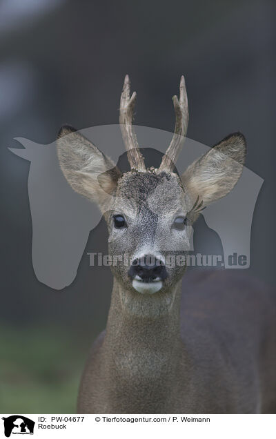 Roebuck / PW-04677