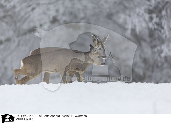 walking Deer / PW-04681