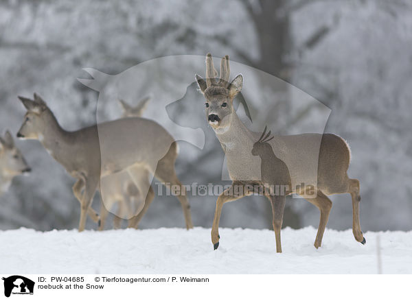 roebuck at the Snow / PW-04685