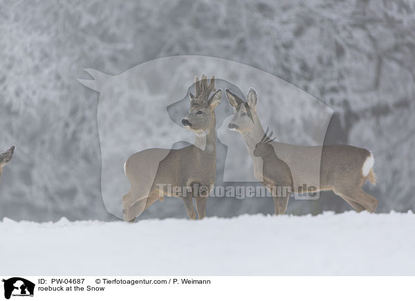 roebuck at the Snow / PW-04687