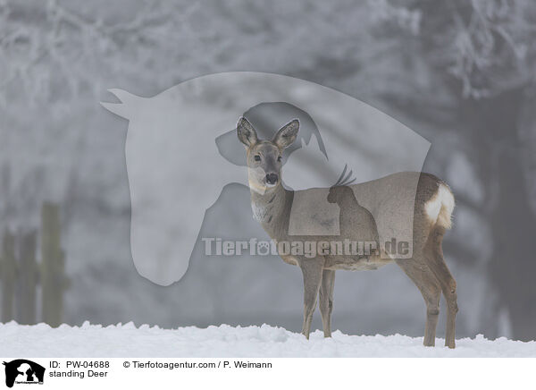 standing Deer / PW-04688