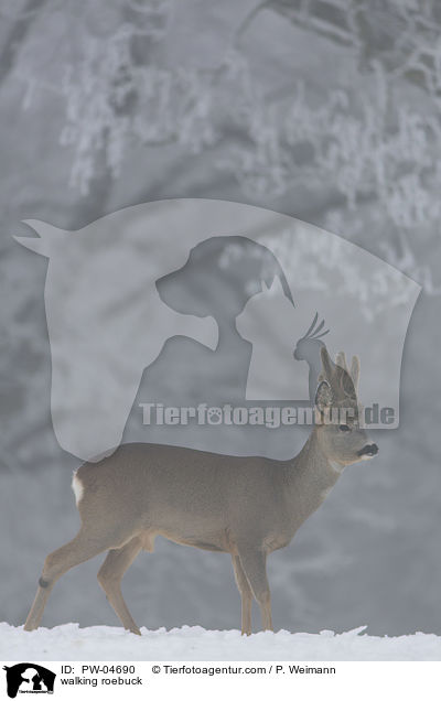 walking roebuck / PW-04690