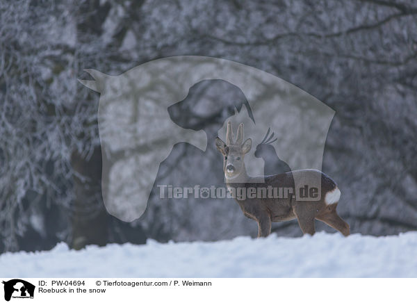 Roebuck in the snow / PW-04694