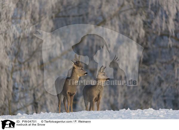 roebuck at the Snow / PW-04701