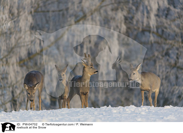 roebuck at the Snow / PW-04702