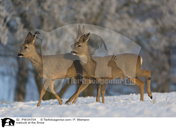 roebuck at the Snow / PW-04704