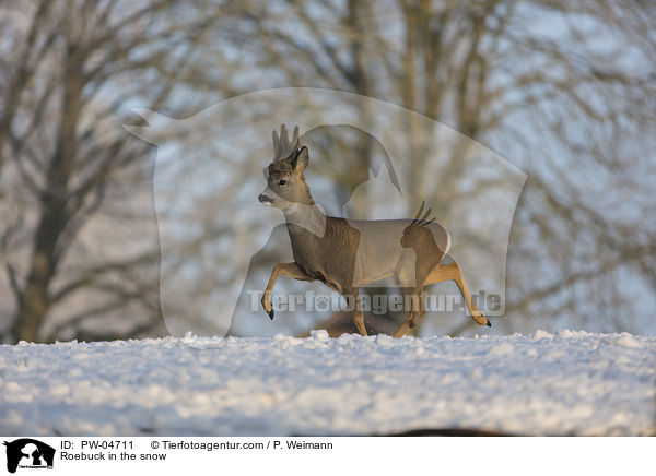 Roebuck in the snow / PW-04711