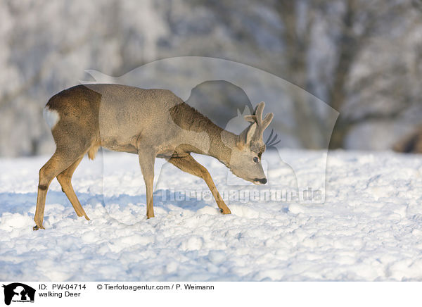 walking Deer / PW-04714