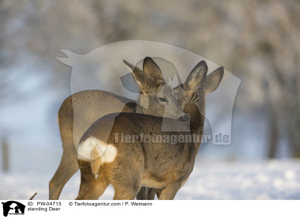 standing Deer / PW-04715