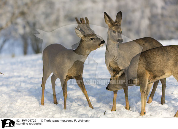 standing roebucks / PW-04725