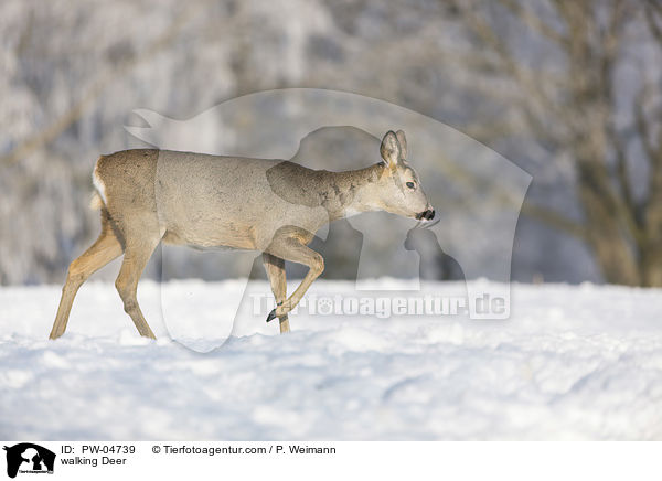 walking Deer / PW-04739