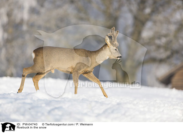 Roebuck in the snow / PW-04740