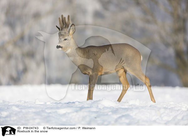 Rehbock im Schnee / Roebuck in the snow / PW-04743