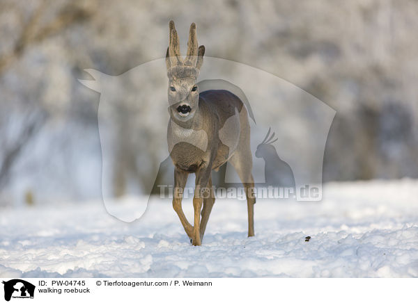 walking roebuck / PW-04745